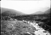 1901 Pyrénées  Payoles (Col d'Aspin) vaches dans le ruisseau