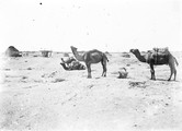 1897 09 18 Turkménistan Merv chameaux dans le désert