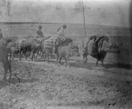 1897 10 01 Turkménistan  Route de Daliar à Kédabek. Tatars avec leurs Bœufs