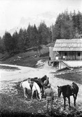 1905 07 Italie Dolomites Tre Crocci