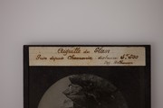1904 Chamonix