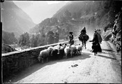 1901 Pyrénées Route de Gavarnie moutons