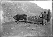 1898 11 Chine T'Ai Yuen Fou, Hou Tu Ko, houille sortie du bœuf rouleur