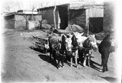 1899 01 Chine voiture à fourage à 3 mules (photo Feydel)