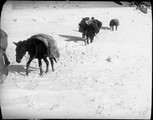 1898 12 Chine  T'A Wouan T'An  mule empêtrée dans la neige