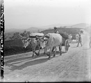 1911 04 22 Italie Attelage de bœufs route de Volterra à San Gimignano