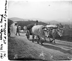1911 44 22 Attelage de bœufs, route de Volterra à S. Gimigniano