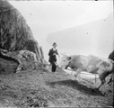 1912 08 17 Suisse les vaches