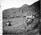 1922 08 03 route de la Vanoise col des Saulces traite des vaches