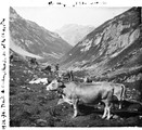 1922 08 11 col de Chavière traite des vaches