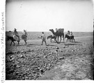 1924 05 09 Maroc route d'Asni paysans avec chameaux et mules