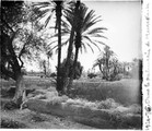 1924 05 08 Maroc Marrakech dans la palmeraie