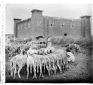 1924 05 07 Maroc maison fortifiée moutons attachés pour la traite cigognes