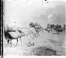 1924 04 26 Maroc Guercif nomade avec leurs femmes et leurs bêtes sur la piste