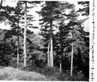 1926 08 23 Ardèche Lamastre maison seule entre les sapins