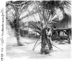 1929 09 09 Tanzanie Ujiji Indien dans son jardin de palmiers