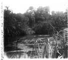 1929 09 17 Congo hippopotames dans la rivière Rutschuru