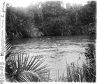 1929 09 17 Congo hippopotames dans la rivière Rutschuru
