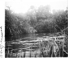 1929 09 17 Congo hippopotames dans la rivière Rutschuru
