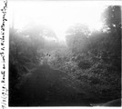 1929 09 16 Congo route en forêt de Kibati à Tongres-Sainte-Marie