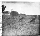 1929 09 16 Congo route de Kibati à Goma bœufs devant les euphorbes