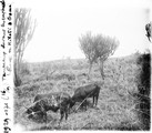 1929 09 16 Congo route de Kibati à Goma taureaux devant les euphorbes