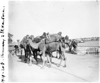 1929 10 10 Égypte canal de Suez pont d'El Quantarah chameaux