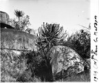 1929 08 15 Zimbabwe Matopo Hills un arancaria