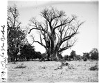 1929 08 19 Zimbabwe Victoria Falls le gros baobab