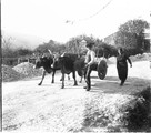 1931 10 30 Espagne Saint-Jacques-de-Compostelle route vers Vigo-grenier à mais et chars à boeufs