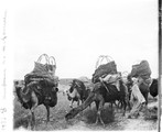 1933 06 08 Tunisie une femme et son enfant sur un chameau