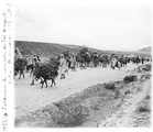1933 06 08 Tunisie caravane et nomades du Sud venant faucher le blé