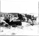 1934 05 13 Tunisie Ouenza chameaux au marché