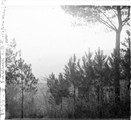 1934 04 07 Italie sur l'arête du Monte Portofino vers Santa Margherita et Repallo