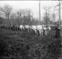 1915 04 07 attelage de boeufs tirant du bois Fontaine des Oiseleurs