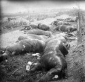 1915 10 12 chevaux tués au ravin de Massiges- Marne