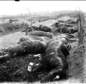 1915 10 12 chevaux tués au ravin de Massiges- Marne