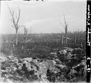 1919 05 08 tranchées de Calonne arbres déracinés