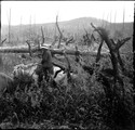 1911 08 21 Transbaïkalie Mr Gankarou  dans les hautes herbes entre les arbres brûlés