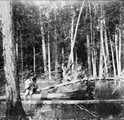 1911 08 21 Transbaïkalie arbres déracinés - chute de Serebriakov