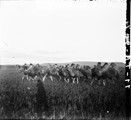 1911 08 27 Transbaïkalie  Troupeau de chameaux dans la steppe