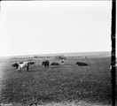 1911 08 28 Transbaïkalie Vaches devant un groupe de Yourtes
