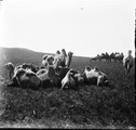 1911 07 23 Transbaïkalie Khadaboulak troupeau chameaux dans la steppe