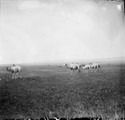 1911 07 23 Transbaïkalie Khadaboulak troupeau chameaux dans la steppe