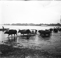 1911 07 07 Transbaïkalie Tchita, Bœufs traversant l'Ingoda