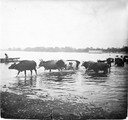 1911 07 07 Transbaïkalie Tchita, Bœufs traversant l'Ingoda