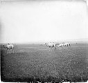 1911 07 23 Transbaïkalie Khadaboulak troupeau chameaux dans la steppe