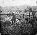 1911 08 21 Transbaïkalie Mr Gankarou  dans les hautes herbes entre les arbres brûlés
