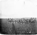 1911 08 27 Transbaïkalie  Troupeau de chameaux dans la steppe