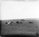 1911 08 28 Transbaïkalie Vaches devant un groupe de Yourtes